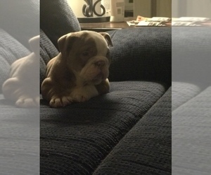 Bulldog Puppy for sale in COVINGTON, GA, USA