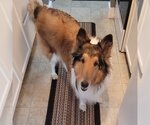 Small #3 Collie
