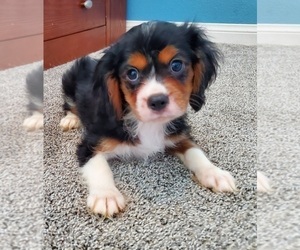 Cavalier King Charles Spaniel Puppy for sale in PLACENTIA, CA, USA