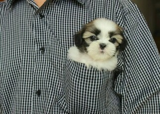 Shih Tzu Puppy for sale in SAVAGE, MN, USA