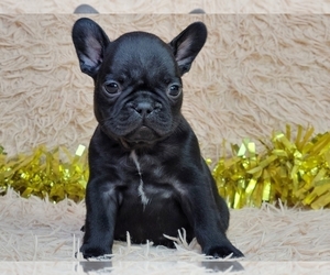 French Bulldog Dog for Adoption in NEW YORK, New York USA