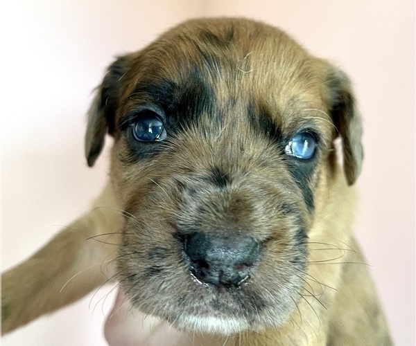 Medium Photo #17 Boxer-Poodle (Standard) Mix Puppy For Sale in WEST POINT, VA, USA