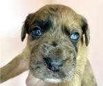 Puppy 6 Boxer-Poodle (Standard) Mix