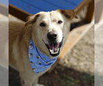 Small Labrador Retriever Mix