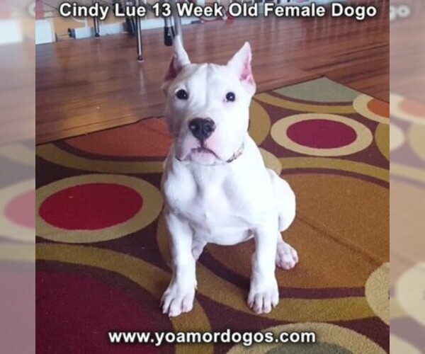 Medium Photo #180 Dogo Argentino Puppy For Sale in PINEVILLE, MO, USA