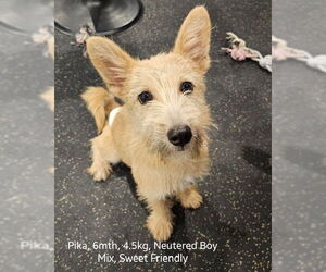 Medium Norwich Terrier Mix