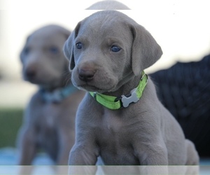 Weimaraner Puppy for sale in WILLOWS, CA, USA