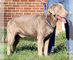 Father of the Labrador Retriever puppies born on 06/26/2026