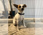 Small #9 Mutt