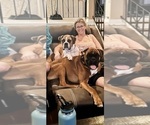 Small Photo #4 Boxer Puppy For Sale in CITRUS HEIGHTS, CA, USA