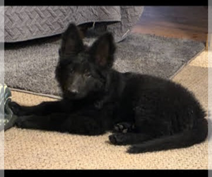 German Shepherd Dog Puppy for sale in LOGAN, OH, USA