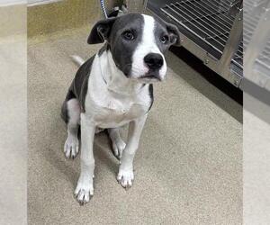American Staffordshire Terrier-Unknown Mix Dogs for adoption in Grand Prairie, TX, USA