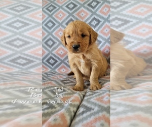 Golden Retriever Puppy for sale in COULEE CITY, WA, USA