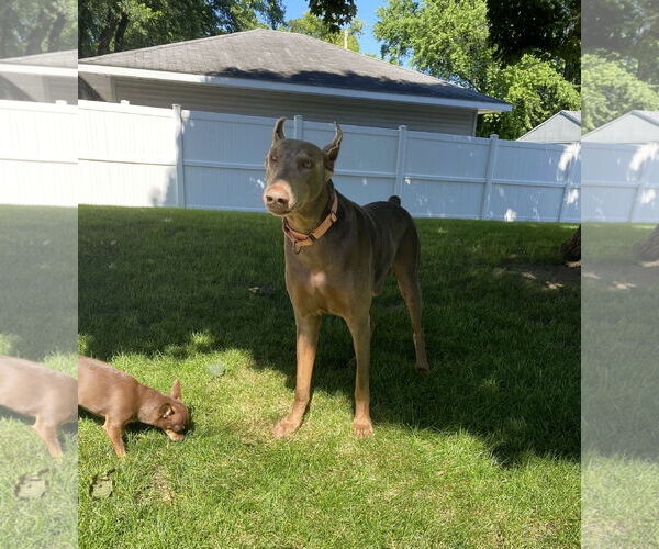 Medium Photo #8 Doberman Pinscher Puppy For Sale in Minneaoplis, MN, USA