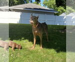 Small #7 Doberman Pinscher