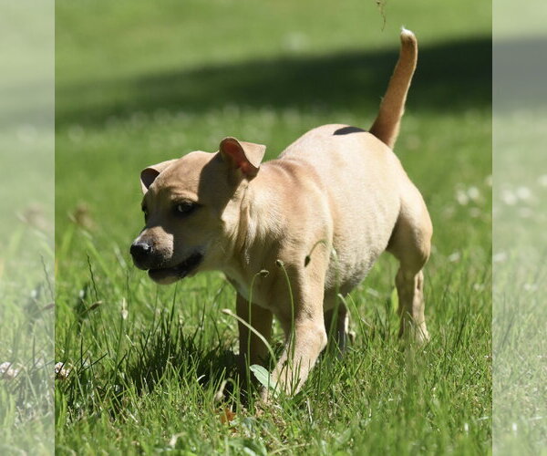 Medium Photo #11 Shepradors Puppy For Sale in Mechanicsburg, PA, USA
