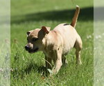 Small #10 Shepradors