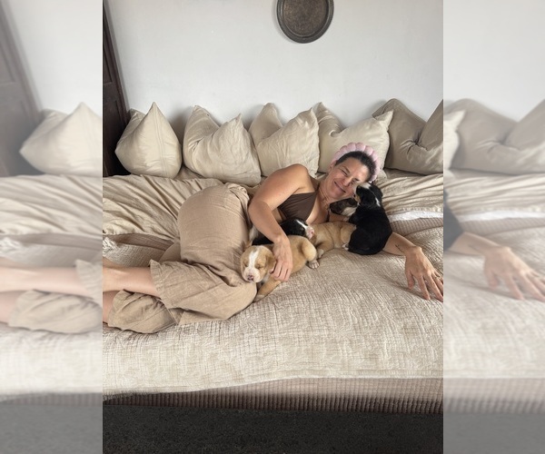 Medium Photo #3 Greater Swiss Mountain Dog Puppy For Sale in TAOS, NM, USA