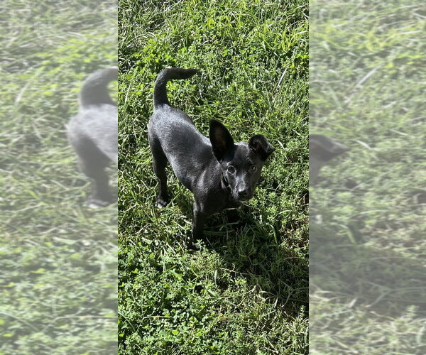 Medium Photo #2 Dachshund-Unknown Mix Puppy For Sale in Aurora, IN, USA