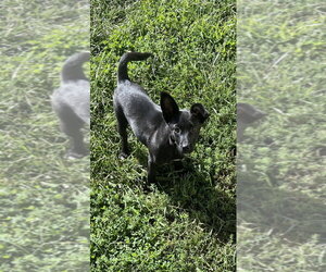 Lil Orphan Luna - Female Dachshund-Unknown Mix Dog for Adoption - Photo #2