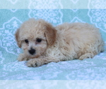 Small Photo #3 Bichpoo Puppy For Sale in SHILOH, OH, USA