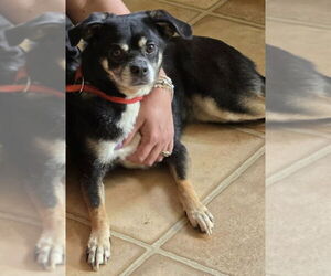 Pug-Unknown Mix Dogs for adoption in Westwood, NJ, USA