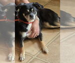 Small Pug Mix