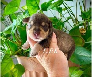Schnauzer (Miniature) Puppy for sale in WINNSBORO, LA, USA