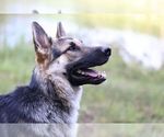 Small Photo #3 German Shepherd Dog Puppy For Sale in REDFIELD, AR, USA