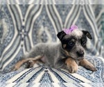 Small Photo #12 Australian Cattle Dog Puppy For Sale in LAKELAND, FL, USA