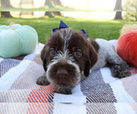 Small #5 Wirehaired Pointing Griffon