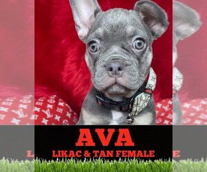 French Bulldog Puppy for sale in HEATHROW, FL, USA