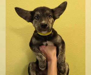 Mutt Dogs for adoption in Rockwall, TX, USA