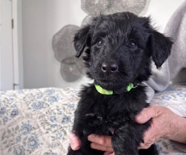 Medium Photo #5 Schnoodle (Giant) Puppy For Sale in ANDERSON, CA, USA