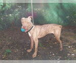 Small #3 American Staffordshire Terrier Mix