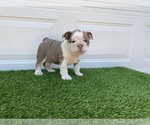 Small Photo #6 Bulldog Puppy For Sale in ATLANTA, GA, USA