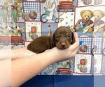 Small #1 Dachshund