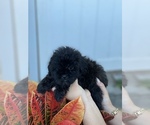 Small Photo #6 ShihPoo Puppy For Sale in TAMPA, FL, USA