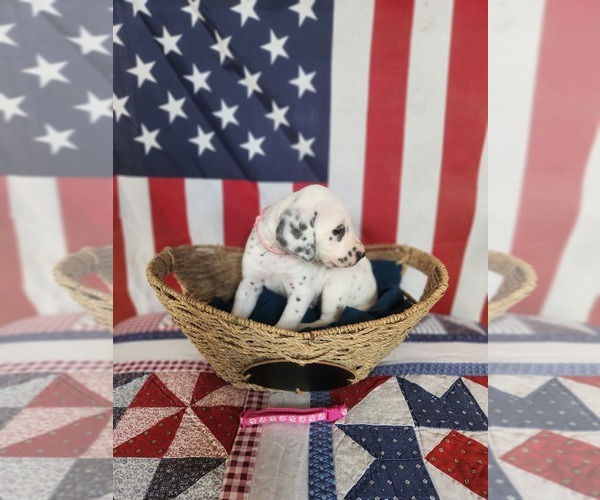 Medium Photo #45 Dalmatian Puppy For Sale in VASSALBORO, ME, USA