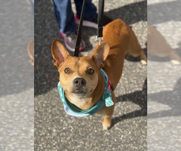 Medium Photo #14 Boston Terrier-Unknown Mix Puppy For Sale in Shermans Dale, PA, USA