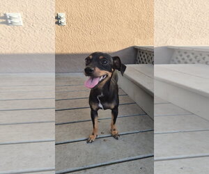 Chihuahua Dogs for adoption in Orlando, FL, USA