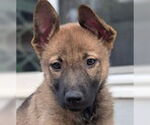 Small #3 German Shepherd Dog Mix