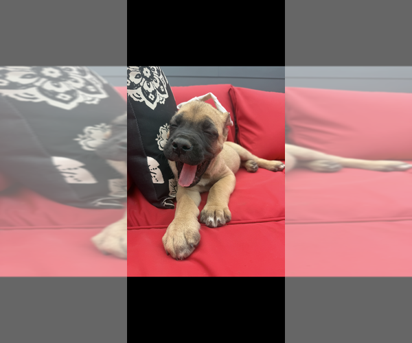 Medium Photo #3 Cane Corso Puppy For Sale in PORTLAND, OR, USA