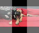 Small #2 Cane Corso