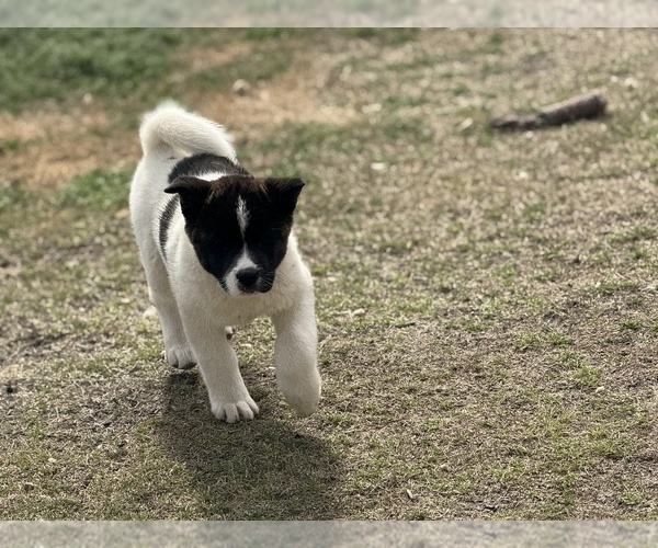Medium Photo #4 Akita Puppy For Sale in ZEBULON, NC, USA