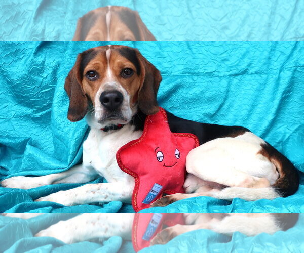 Medium Photo #2 Beagle Puppy For Sale in Cuba, NY, USA