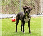 Small #13 Mountain Cur Mix