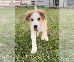 Australian Shepherd-Great Pyrenees Mix Dogs for adoption in Croydon, NH, USA