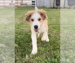 Small Australian Shepherd-Great Pyrenees Mix