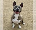 Small Staffordshire Bull Terrier